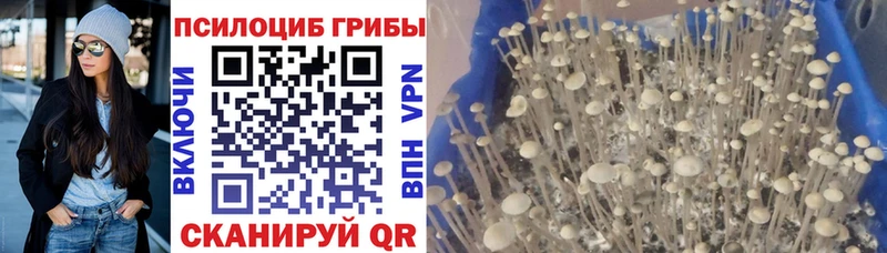 Галлюциногенные грибы Cubensis  Лукоянов 